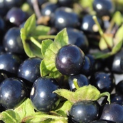 Faszinierende Nachtschatten